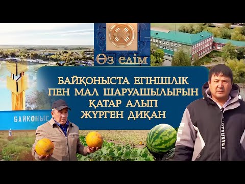 Видео: Байқоныста егіншілік пен мал шаруашылығын қатар алып жүрген диқан | Өз елім