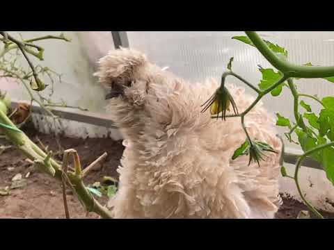 Видео: Як зберегти крапельну стрічку🍄‍🟫Опеньки🐣Бройлери🌻курчата ФРІЗЛІ