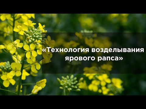 Видео: Технология возделывания ярового рапса