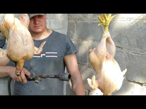 Видео: Бройлеры КОББ 500.ЗАБОЙ ОТ А ДО Я!ВЗВЕШИВАНИЕ,ВЕС ОТХОДОВ.