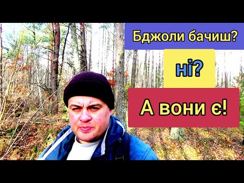 Видео: Пасіка легко та просто без великих витрат. Нема грошей? Не проблема!