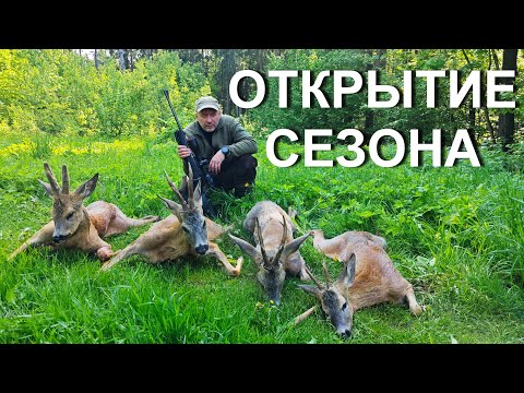 Видео: Охота на косулю с подхода. Открытие сезона 2024