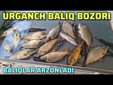 Видео: 🐟🐠УРГАНЧ БАЛИК БОЗОРИДА БАЛИКЛАР АРЗОНЛАДИ | URGANCH BALIQ BOZORI NARXLARI 2025