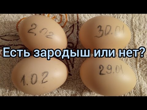 Видео: Как выглядит зародыш на 4 день инкубации. А если его нет, что делать