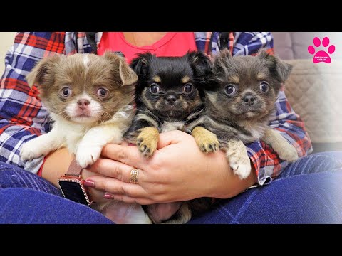 Видео: Чихуахуа должны быть такие! Элитные щенки чихуахуа от Питомник Собак!