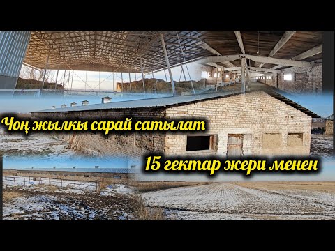 Видео: Үйүр үйүр жылкы кармаганга, шарты ыңгайлуу, жылкы сарай 15 гектар жери менен сатылат.