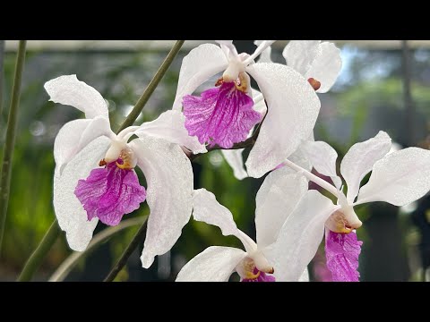 Видео: Цветение орхидей Апрель 2025