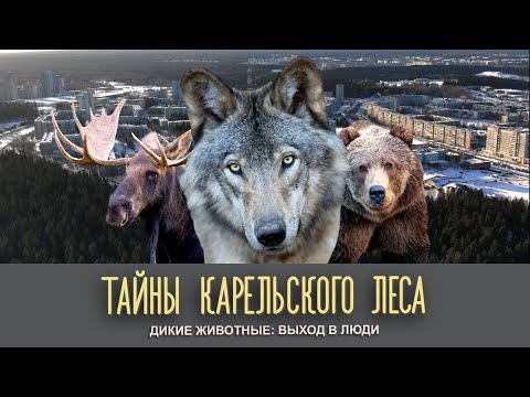 Видео: ДИКИЕ ЖИВОТНЫЕ: ВЫХОД В ЛЮДИ | Тайны карельского леса