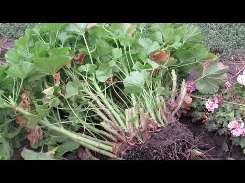 Видео: КАК И КОГДА ПЕРЕСАДИТЬ ГЕРАНЬ НА ЗИМУ