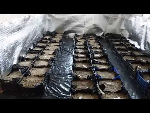 Видео: Выгонка тюльпана к 8марта спустя месяц после посадки. Охлаждение и укоренение.