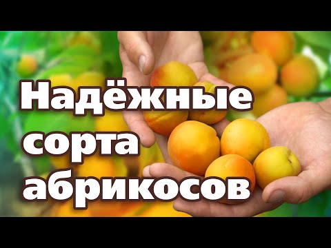 Видео: ЭТИ СЕВЕРНЫЕ СОРТА АБРИКОСОВ ТОЧНО ПЕРЕЗИМУЮТ!