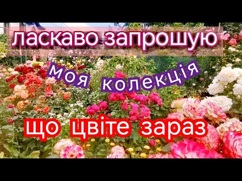 Видео: Флорібунди🌹 та Чайно-гібридні троянди🌹Іноді не можливо відрізнити, але ж потрібно...