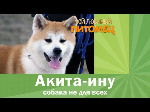 Видео: АКИТА-ИНУ: воспитание, содержание, выбор щенка, характер, плюсы и минусы породы