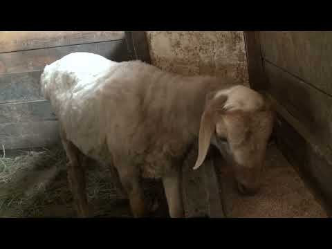 Видео: Стройка, Овцы, Попугаи, продал всех Голубей.