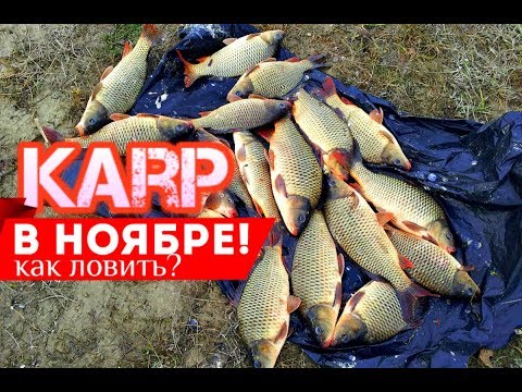 Видео: Как на что ловить карпа в ноябре? Секреты ловли карпа в ноябре!