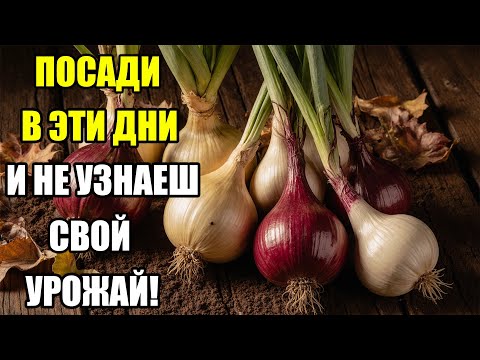 Видео: Лучшие дни для посадки лука под зиму 2025 по лунному календарю