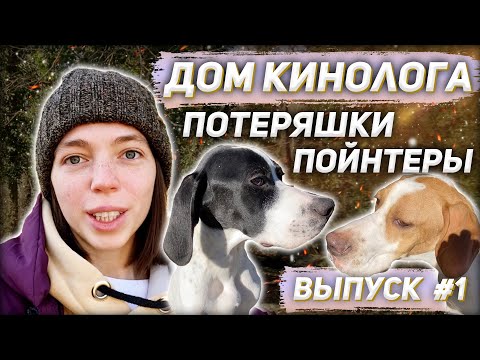 Видео: ДОМ КИНОЛОГА | Выпуск 1 | Потеряшки пойнтеры | Кинолог Светлана Андреева