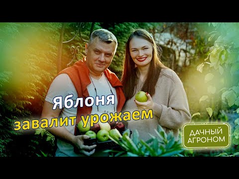 Видео: СДЕЛАЙ это ЯБЛОНЕ и она ЗАВАЛИТ яблоками!