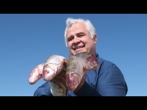 Видео: РЫБА КУТУМ, ЖАРЕНАЯ на ОГРОМНОЙ СКОВОРОДЕ. ENG SUB