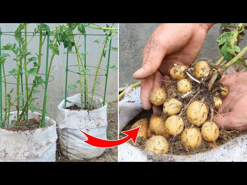 Видео: Как вырастить картошку дома на много клубней без грядки