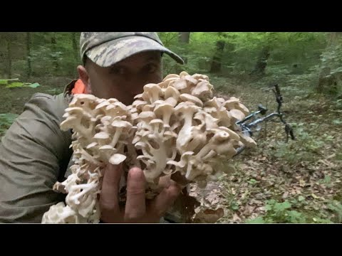 Видео: Набрав сьогодні Повний Броцак грибів.. Грифула кучерява!  Баранячі роги ПІШЛИ ПОВНИМ ХОДОМ..