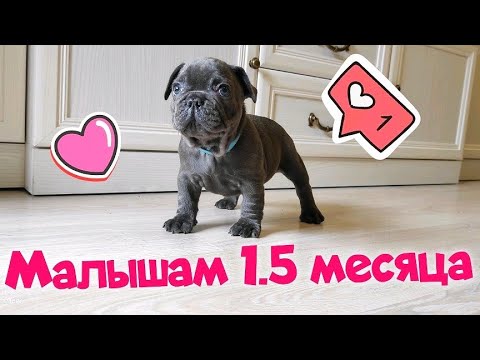 Видео: Щенкам Французского бульдога 1,5 месяца, как изменились щенки, о каждом подробнее...