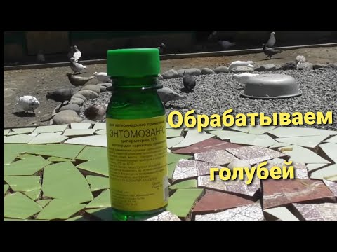 Видео: Профилактика голубей от вшей, клещей! Энтомазан С! 10 06 20г