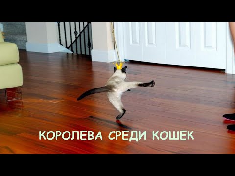 Видео: Королева кошачьего мира - дерзкая, грациозная, злая и одновременно ласковая сиамская кошка