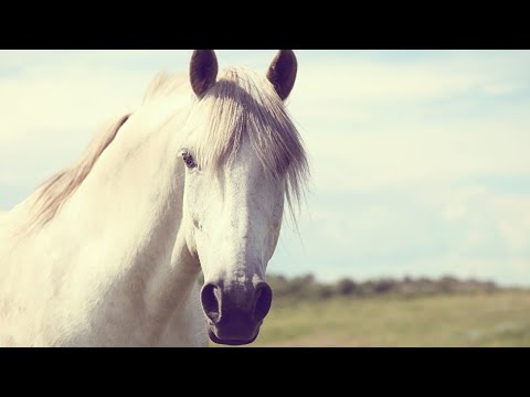 Видео: "Жал"!!! Мойын омыртқасын жігімен шығару.
