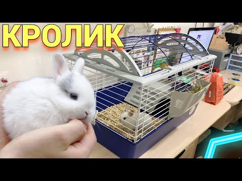 Видео: ДЕКОРАТИВНЫЙ КРОЛИК КУПИЛА ДОЧКЕ : ПЕРВЫЕ ПОКУПКИ КРОЛИКА! 🐰💜 ОБЗОР ПЕРВОЕ ВПЕЧАТЛЕНИЕ