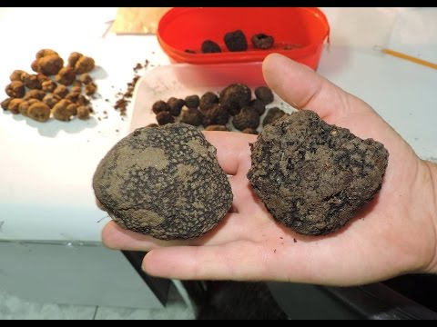 Видео: Тартуфите во Македонија (Truffles of Macedonia)