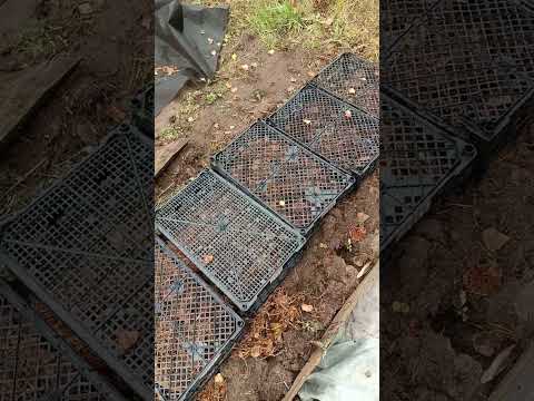 Видео: Укрытие крупнолистных гортензий на зиму. 