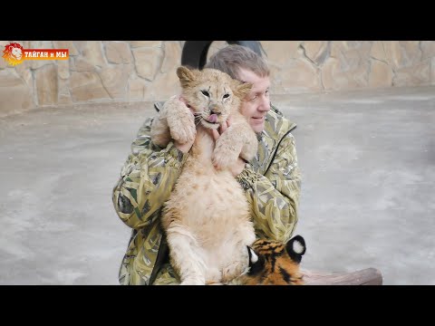 Видео: Два льва в окружении тигров - кому страшно, а кому весело 😎 Тайган. Lions life in Taigan.