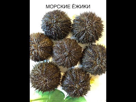 Видео: МОРСКИЕ ЕЖИ! КАК ИХ ЛОВЯТ В МАГАДАНЕ?  Тихая рыбалка.