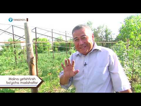 Видео: Malina yetishtirish bo’yicha maslahatlar…  #Малина #Rubus idaeus
