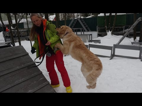 Видео: Догтренинг 581. Работают ховаварты - монопородный урок