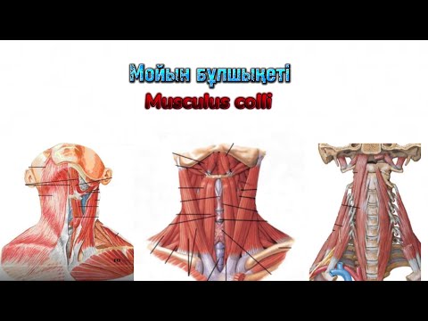 Видео: Мойын бұлшықеті ( Musculus colli ). Мойынның беткей , ортанғы , терең орналасқан бұлшықеттері