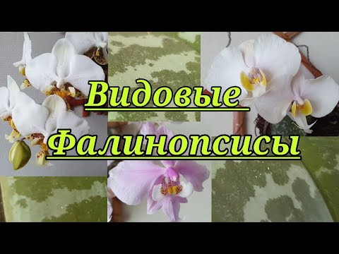 Видео: Цветение видовых Фаленопсисов (P.stuartiana,P.schilleriana,P.philippinensis.)
