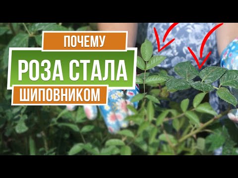 Видео: Роза стала Шиповником Что делать ☘ Как не допустить перерождение розы