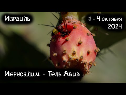 Видео: Израиль | От Иерусалима до Тель-Авива