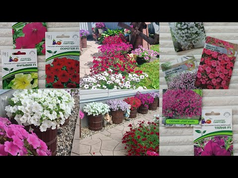 Видео: Петунии на сезон 2024. Мой выбор семян. А вы уже начали подготовку!?#flowers #цветы #garden #сад