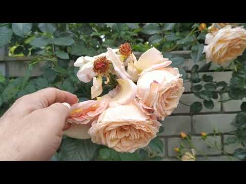 Видео: Плетистые розы,Инесс Састр,Мишка,Полька,Эльф,Барок