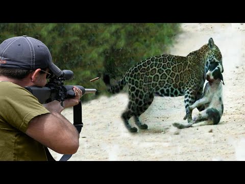 Видео: Охота на собакоедов с помощью ружей 😱🔥👍👌 Часть 4