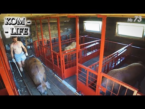 Видео: ПЕРЕЕЗД СВИНЕЙ В НОВЫЙ САРАЙ