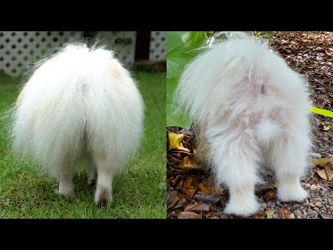 Видео: Причина выпадения шерсти с попы померанца…