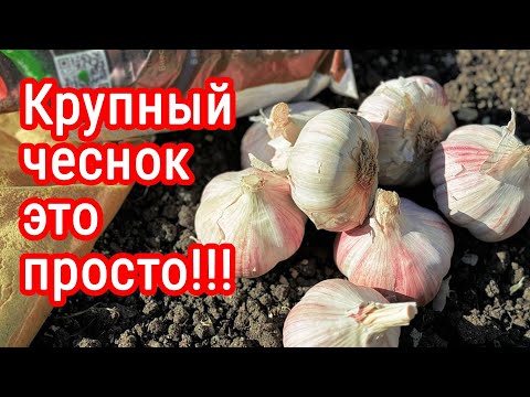 Видео: СЕКРЕТЫ ПОСАДКИ озимого ЧЕСНОКА, будет КРУПНЫЙ БЕЗ ВРЕДИТЕЛЕЙ и БЕЗ БОЛЕЗНЕЙ