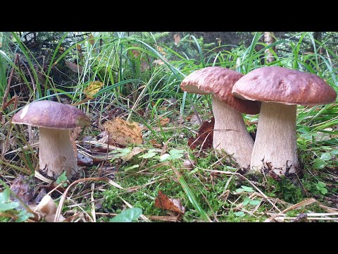 Видео: ЦУНАМИ ИЗ БЕЛЫХ ГРИБОВ ! ПАМАГИТЕ ! Я ПЫТАЛСЯ УЙТИ НО ОНИ МЕНЯ ПОЙМАЛИ ! Грибы 2021 !