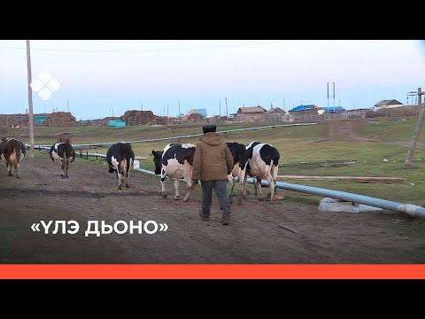 Видео: «Үлэ дьоно» биэриигэ: Хаҥалас Тиит Арыытын олоҕо-дьаһаҕа (04.10.21)