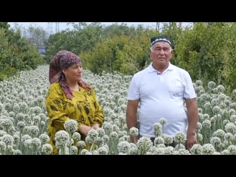 Видео: Тош ерда боғ барпо қилган поплик боғбон сирлари | Mening bog'im