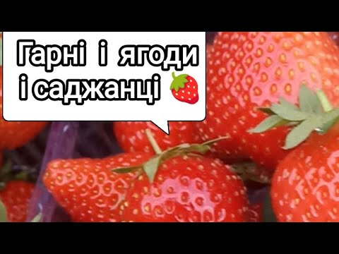 Видео: Вирощую саджанці та згадую  про врожай полуниці.( ч3)